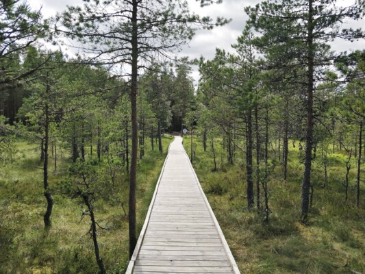 Viru raba | Viru bog