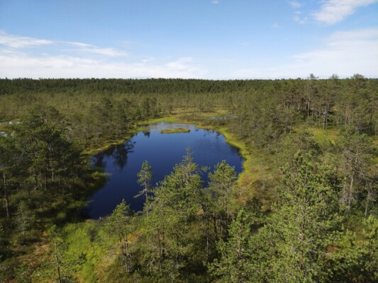 Viru raba | Viru bog