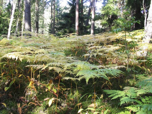 Lahemaa rahvuspark | Lahemaa National Park