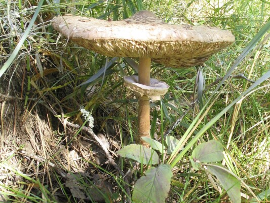 Lahemaa rahvuspark | Lahemaa National Park