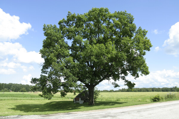 Vabadussõja Valkla lahingu mälestussammas | Monument of the Valkla battle
